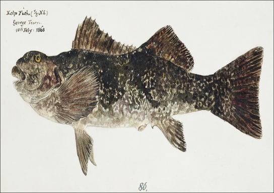 Antique fish aplodactylus arctidens marblefish keke, F. E. Clarke - plakat 100x70 cm Galeria Plakatu