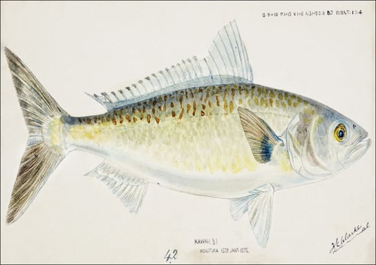Antique fish Arripis trutta, F. E. Clarke - plakat 50x40 cm Galeria Plakatu