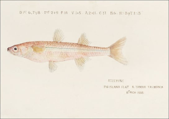 Antique fish athennidae, F. E. Clarke - plakat 60x40 cm Galeria Plakatu