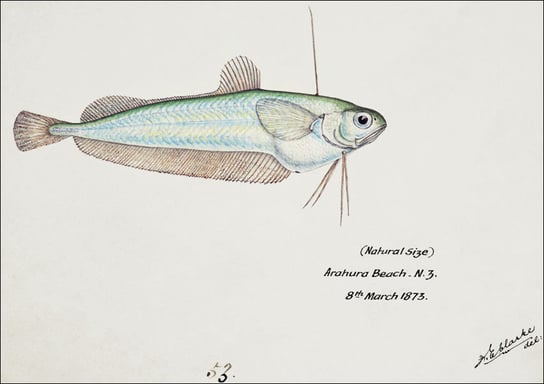 Antique fish Auchenoceros punctatus, F. E. Clarke - plakat 60x40 cm Galeria Plakatu