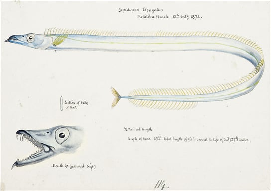 Antique fish Benthodesmus Elongatus, F. E. Clarke - plakat 40x30 cm Galeria Plakatu