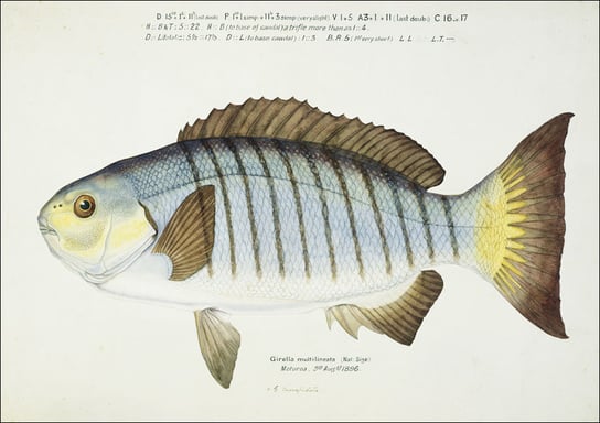Antique fish Blackfish, F. E. Clarke - plakat 50x40 cm Galeria Plakatu