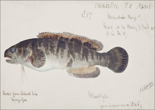 Antique fish bladefish possibly freshwater specimen, F. E. Clarke - plakat 40x30 cm Galeria Plakatu