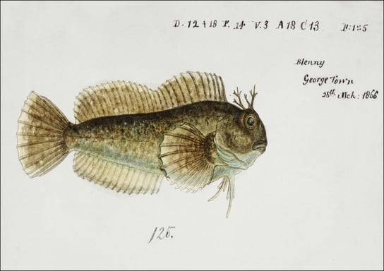 Antique fish blenniidae blenny, F. E. Clarke - plakat 42x29,7 cm Galeria Plakatu