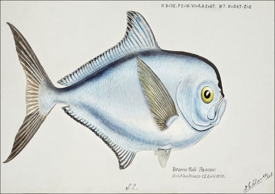 Antique fish Brama brama, F. E. Clarke - plakat 100x70 cm Galeria Plakatu
