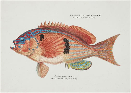 Antique fish caesioperca rasor sea perch, F. E. Clarke - plakat 60x40 cm Galeria Plakatu