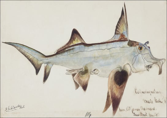 Antique fish callorhynchus milii elephant fish, F. E. Clarke - plakat 70x50 cm Galeria Plakatu