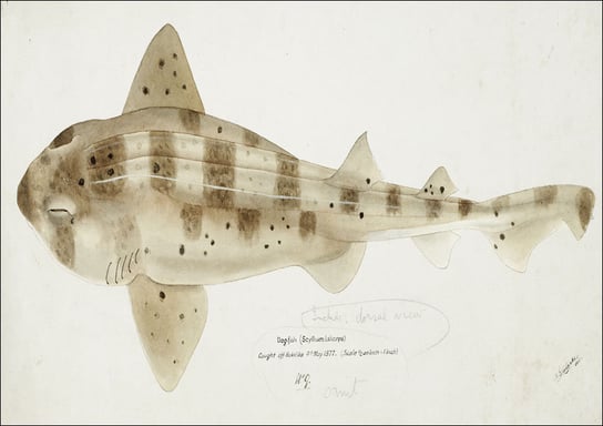 Antique fish Carpet Shark, F. E. Clarke - plakat 29,7x21 cm Galeria Plakatu