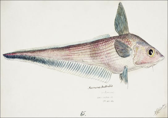 Antique fish Coelorinchus, F. E. Clarke - plakat 42x29,7 cm Galeria Plakatu