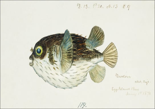 Antique fish diodon sp porcupine fish, F. E. Clarke - plakat 100x70 cm Galeria Plakatu