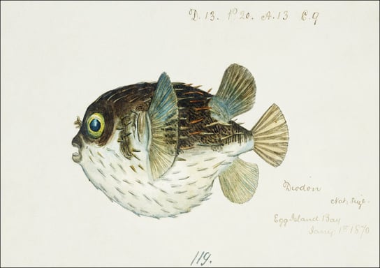 Antique fish diodon sp porcupine fish, F. E. Clarke - plakat 84,1x59,4 cm Galeria Plakatu