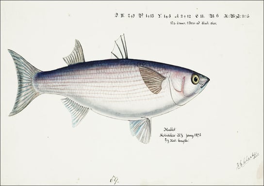 Antique fish Flathead grey mullet, F. E. Clarke - plakat 91,5x61 cm Galeria Plakatu