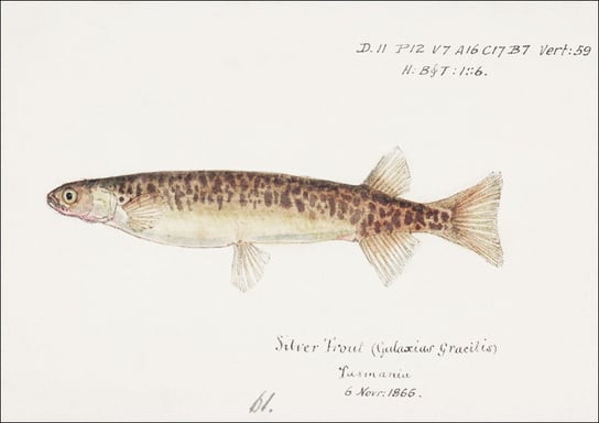 Antique fish galaxias gracilis dwarf inanga, F. E. Clarke - plakat 40x30 cm Galeria Plakatu