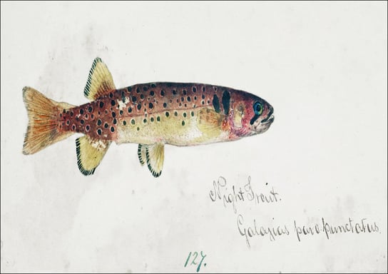 Antique fish Galaxias Maculatus, F. E. Clarke - plakat 29,7x21 cm Galeria Plakatu