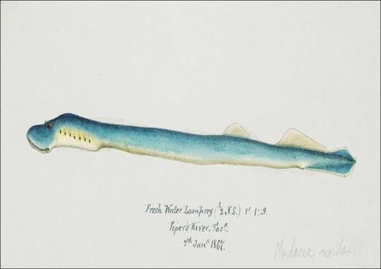 Antique fish geotria australis fresh water lamprey, F. E. Clarke - plakat 29,7x21 cm Galeria Plakatu