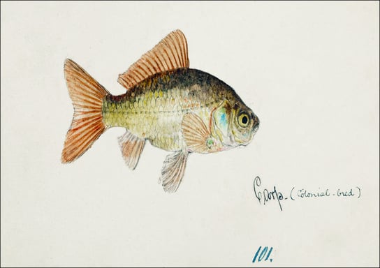 Antique fish Goldfish, F. E. Clarke - plakat 60x40 cm Galeria Plakatu