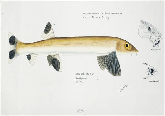 Antique fish gonorynchus fosteri sand fish, F. E. Clarke - plakat 29,7x21 cm Galeria Plakatu