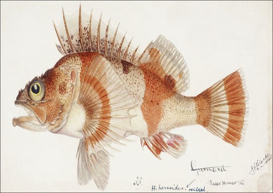 Antique fish helicolenus percoides perch, F. E. Clarke - plakat 29,7x21 cm Galeria Plakatu