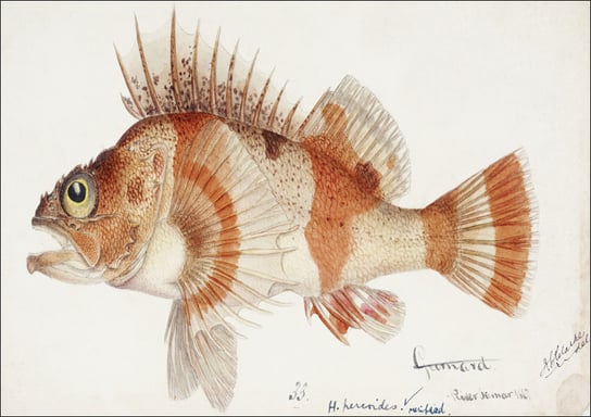 Antique fish helicolenus percoides perch, F. E. Clarke - plakat 60x40 cm Galeria Plakatu