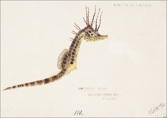 Antique fish hippocampus abdominalis seahorse, F. E. Clarke - plakat 40x30 cm Galeria Plakatu