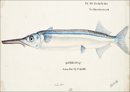 Antique fish Hyporhamphus Melanochir, F. E. Clarke - plakat 60x40 cm Galeria Plakatu