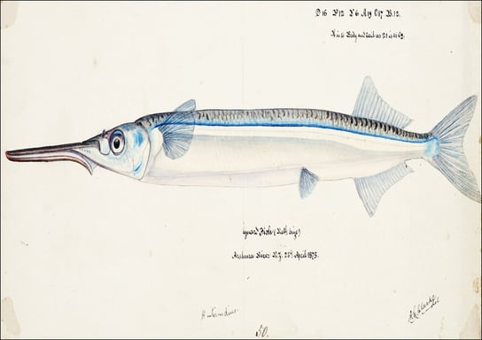 Antique fish Hyporhamphus Melanochir, F. E. Clarke - plakat 91,5x61 cm Galeria Plakatu
