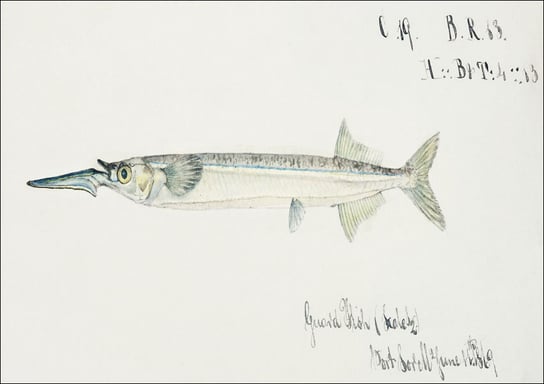 Antique fish hyporhamphus melanochir southern sea garfish, F. E. Clarke - plakat 60x40 cm Galeria Plakatu