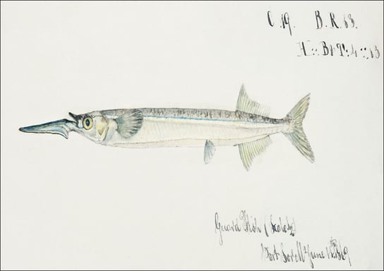 Antique fish hyporhamphus melanochir southern sea garfish, F. E. Clarke - plakat 91,5x61 cm Galeria Plakatu