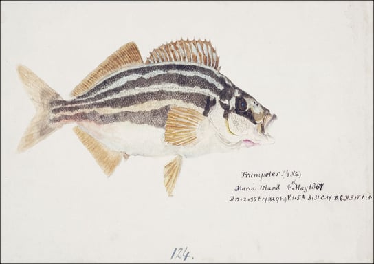 Antique fish latris lineata common trumpeter, F. E. Clarke - plakat 60x40 cm Galeria Plakatu