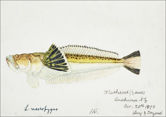 Antique fish leptoscopus macropygus estuarine stargazer, F. E. Clarke - plakat 50x40 cm Galeria Plakatu