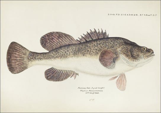 Antique fish maccullochella sp, F. E. Clarke - plakat 29,7x21 cm Galeria Plakatu