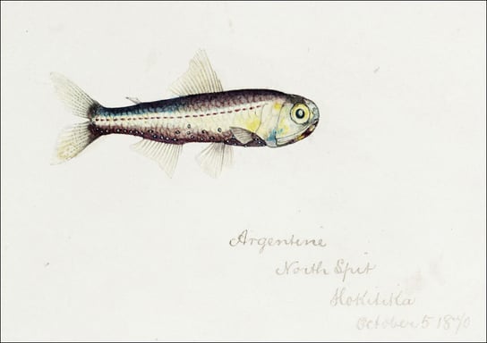 Antique fish Maurolicus muelleri, F. E. Clarke - plakat 100x70 cm Galeria Plakatu