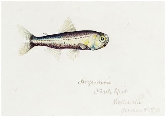 Antique fish Maurolicus muelleri, F. E. Clarke - plakat 60x40 cm Galeria Plakatu