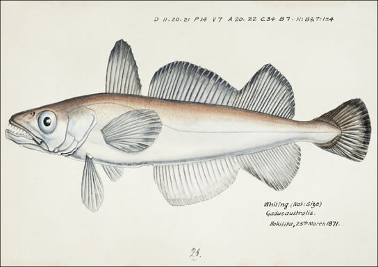 Antique fish Merluccius australis, F. E. Clarke - plakat 29,7x21 cm Galeria Plakatu