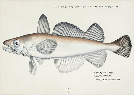 Antique fish Merluccius australis, F. E. Clarke - plakat 40x30 cm Galeria Plakatu