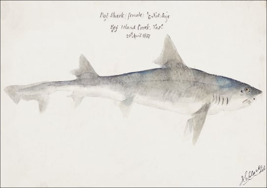Antique fish mustelus antarcticus dogfish, F. E. Clarke - plakat 29,7x21 cm Galeria Plakatu