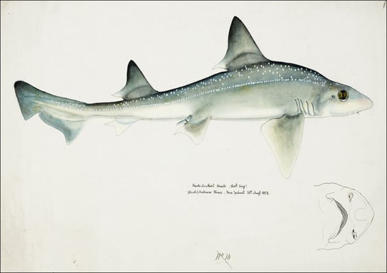 Antique fish Mustelus Antarcticus shark, F. E. Clarke - plakat 84,1x59,4 cm Galeria Plakatu