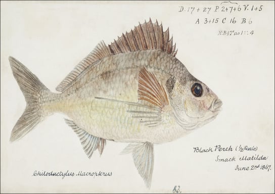 Antique fish nemadactylus macropterus tarakihi, F. E. Clarke - plakat 40x30 cm Galeria Plakatu