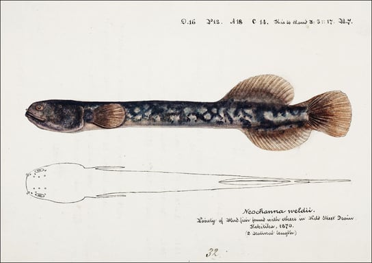 Antique fish Neochanna apoda, F. E. Clarke - plakat 50x40 cm Galeria Plakatu