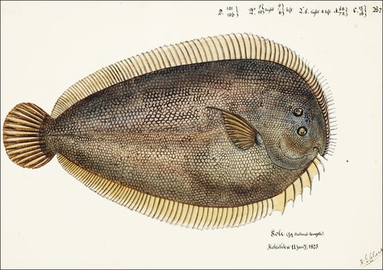 Antique fish New Zealand Sole, F. E. Clarke - plakat 60x40 cm Galeria Plakatu