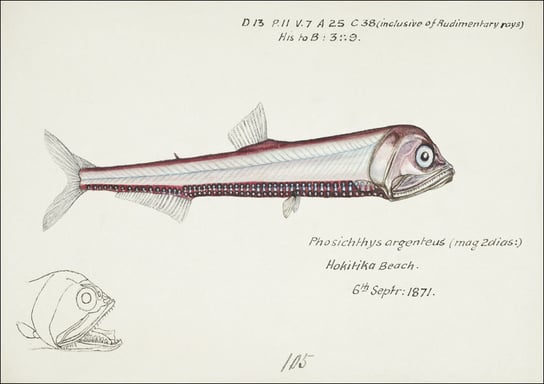 Antique fish Photichthys argenteus, F. E. Clarke - plakat 29,7x21 cm Galeria Plakatu