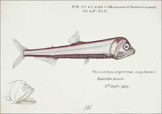 Antique fish Photichthys argenteus, F. E. Clarke - plakat 60x40 cm Galeria Plakatu