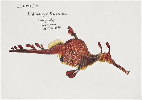 Antique fish phyllopteryx taeniolatus, F. E. Clarke - plakat 60x40 cm Galeria Plakatu