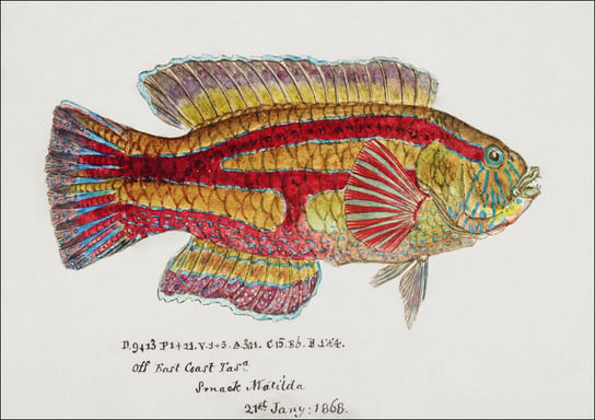Antique fish pictilabrus laticlavius wrasse, F. E. Clarke - plakat 40x30 cm Galeria Plakatu