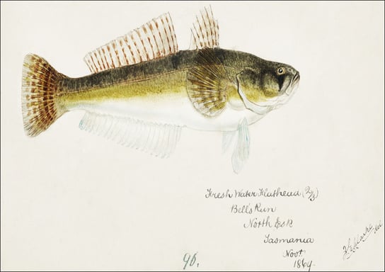 Antique fish platycephalus bassensis, F. E. Clarke - plakat 91,5x61 cm Galeria Plakatu