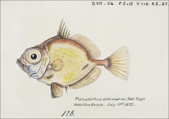 Antique fish Platystethus abbrevatus, F. E. Clarke - plakat 29,7x21 cm Galeria Plakatu