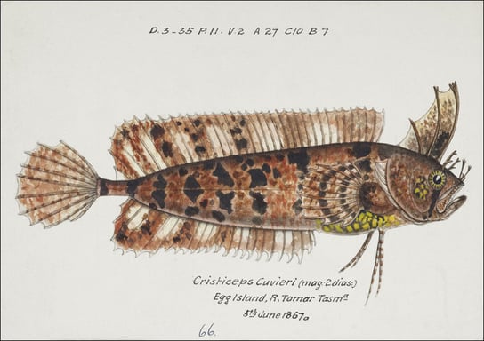 Antique fish possibly cristiceps australis weedfish, F. E. Clarke - plakat 29,7x21 cm Galeria Plakatu