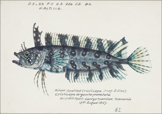 Antique fish possibly cristiceps sp weedfish, F. E. Clarke - plakat 84,1x59,4 cm Galeria Plakatu