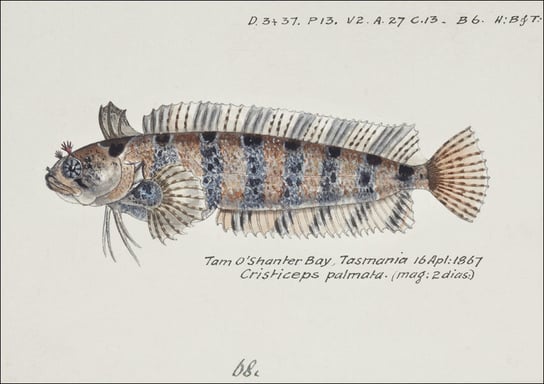 Antique fish possibly heteroclinus sp weedfish, F. E. Clarke - plakat 40x30 cm Galeria Plakatu