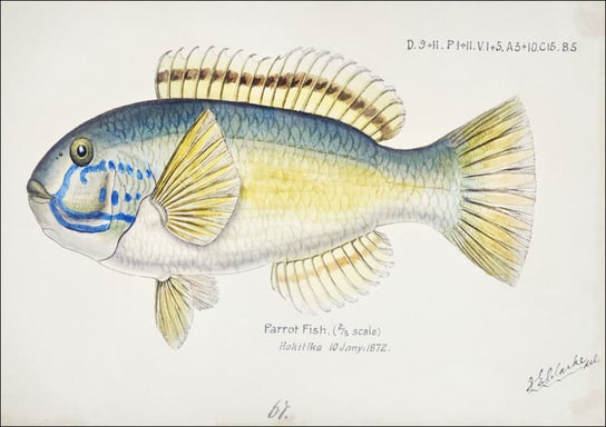 Antique fish Possibly Notolabrus, F. E. Clarke - plakat 42x29,7 cm Galeria Plakatu